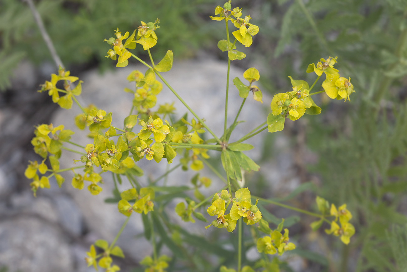 Image of Euphorbia jaxartica specimen.