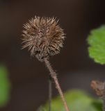 Sparmannia africana