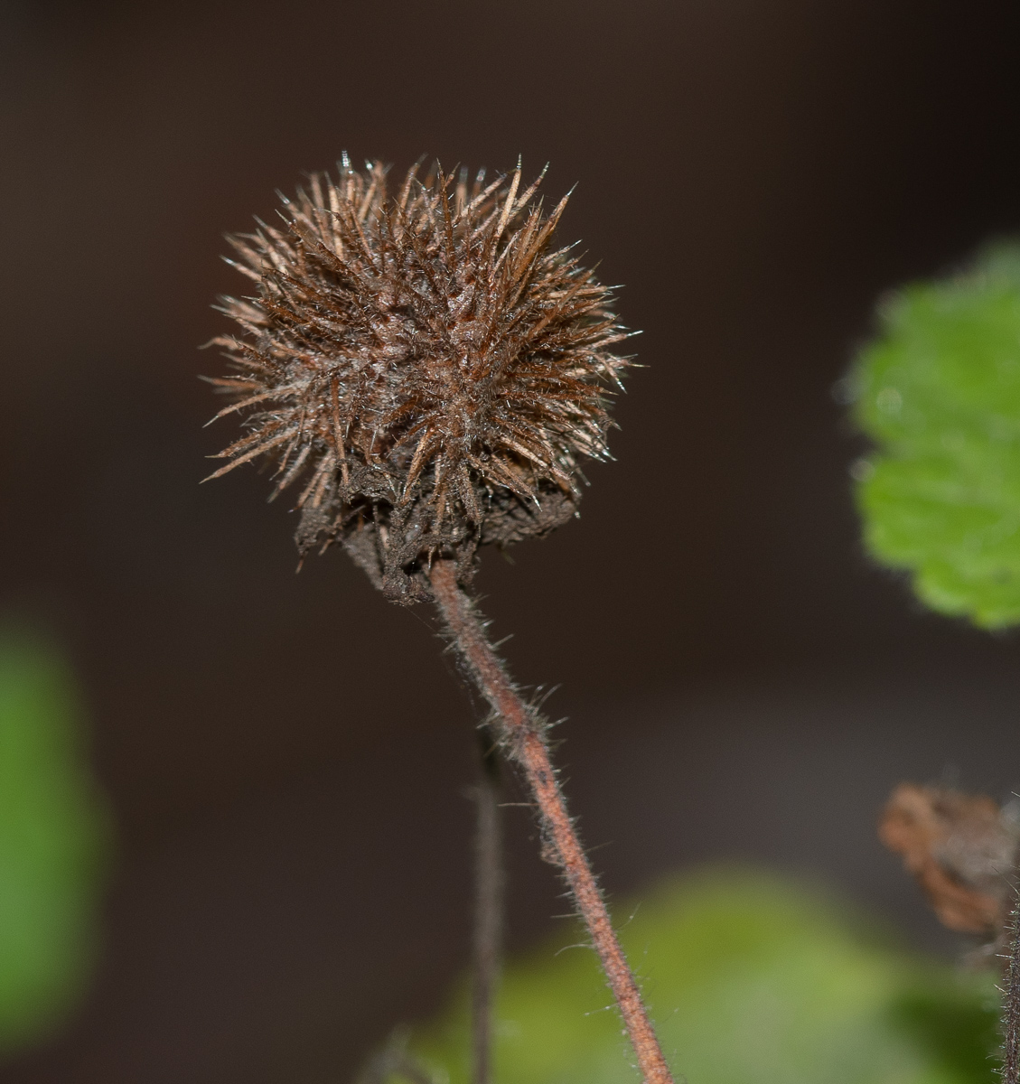 Image of Sparmannia africana specimen.
