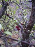 род Prunus