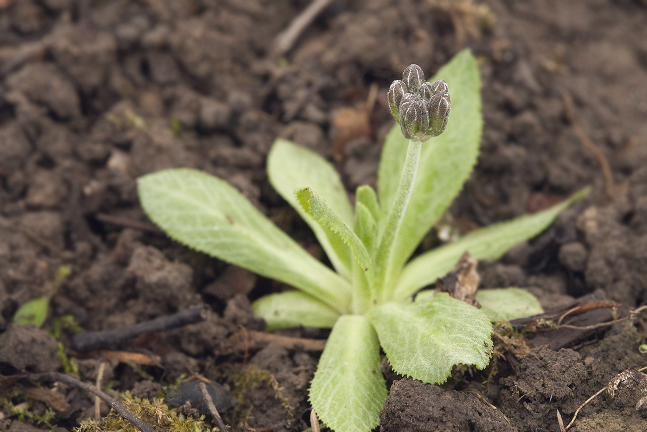 Изображение особи Primula algida.