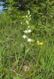 Cephalanthera epipactoides. Цветущее растение. Краснодарский край, Туапсинский р-н, пгт Джубга, опушка искусственного леса из сосны крымской на окраине посёлка. 11 мая 2019 г.