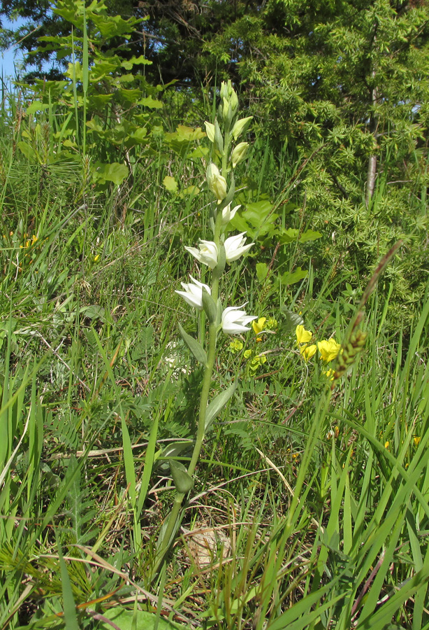 Image of Cephalanthera epipactoides specimen.