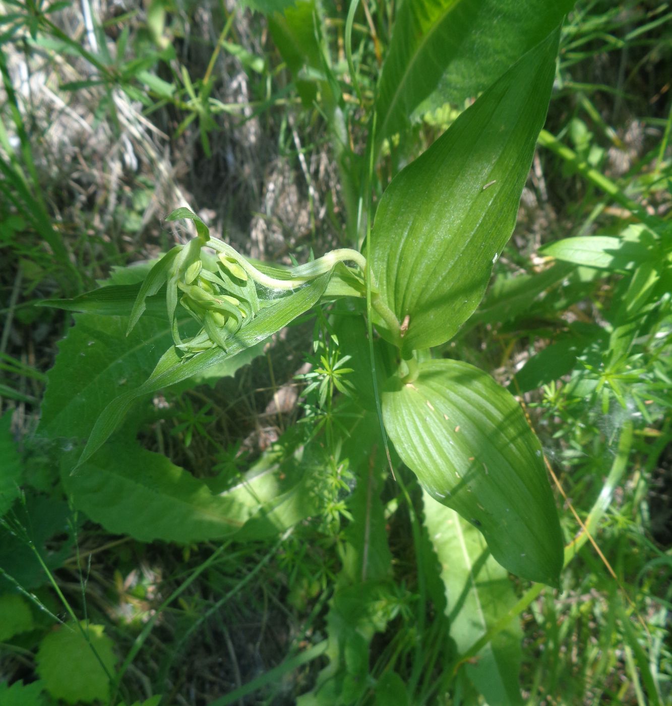 Изображение особи Epipactis helleborine.