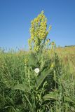 Verbascum lychnitis