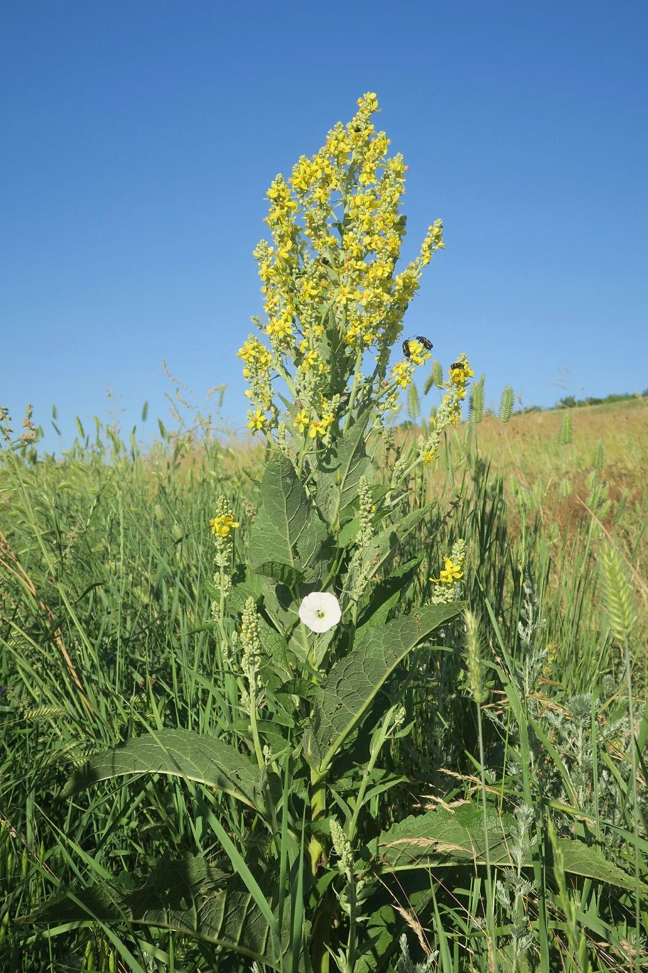 Image of Verbascum lychnitis specimen.