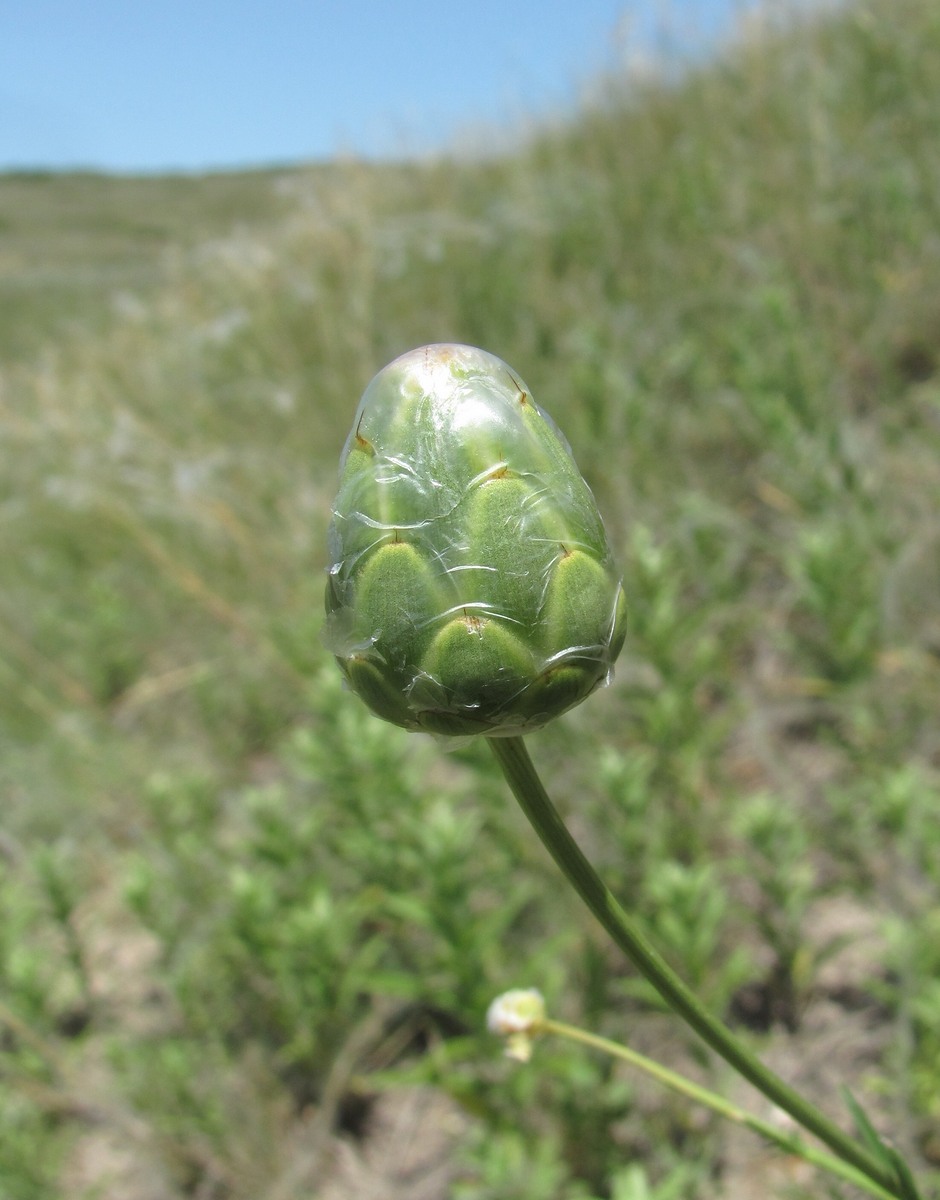 Изображение особи Rhaponticoides razdorskyi.