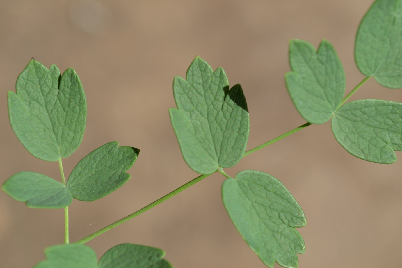 Image of Thalictrum minus specimen.