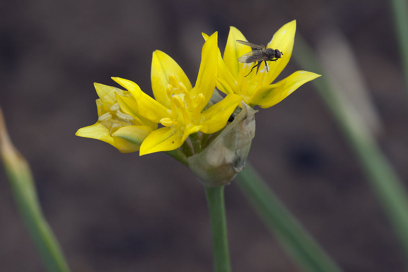 Image of Allium moly specimen.