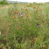 genus Centaurea. Цветущее растение на каменистом склоне. Украина, Донецкая обл., Старобешевский р-н, окр. пос. Новоселовка, долина р. Берестовая. 11.07.2010.
