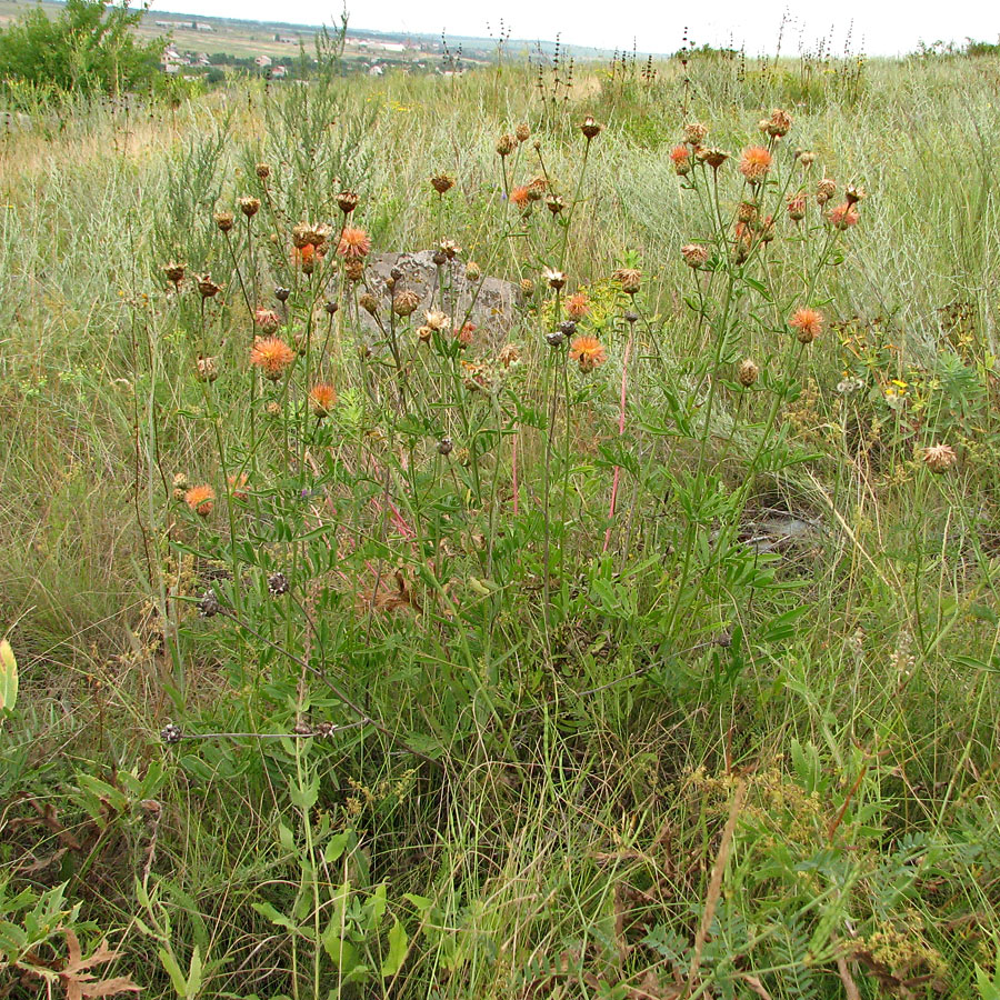 Image of genus Centaurea specimen.