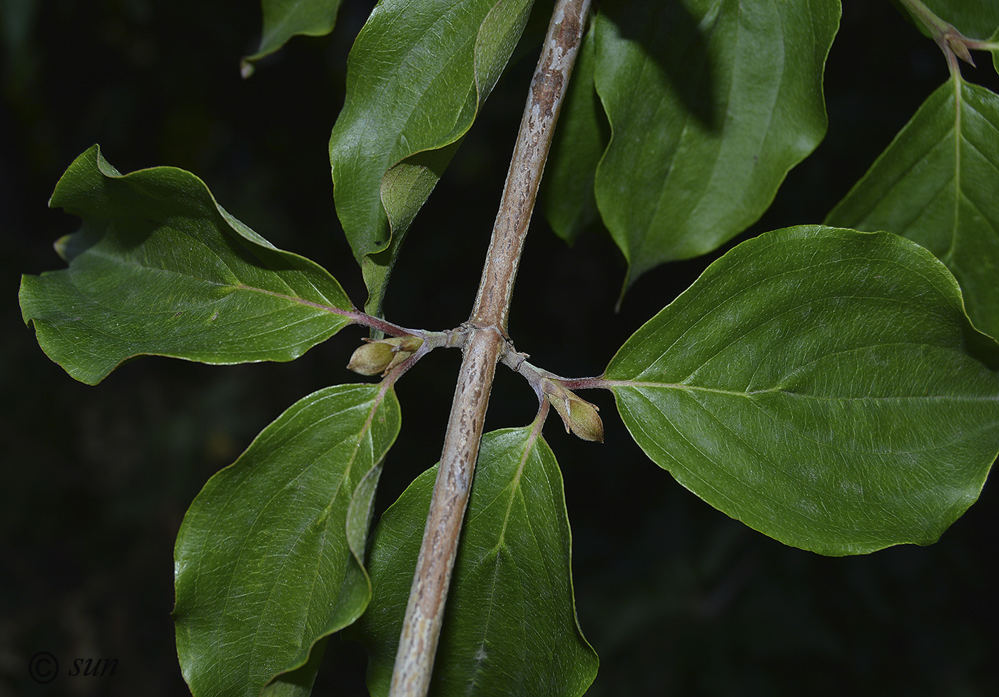 Изображение особи Cornus mas.