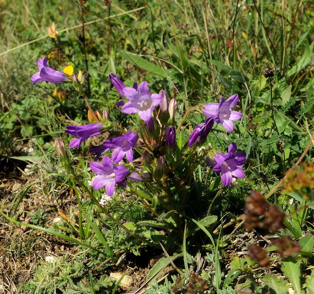 Image of Campanula talievii specimen.