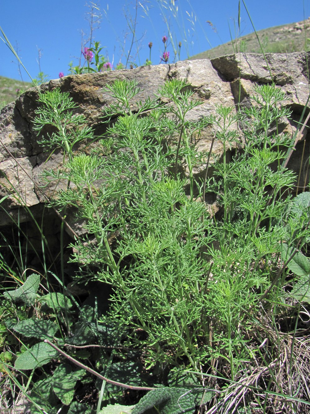 Изображение особи Teucrium orientale.