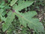 Heracleum grandiflorum. Лист. Дагестан, Докузпаринский р-н, окр. с. Усухчай, ок. 1300 м н.у.м., каменистый склон. 04.06.2019.