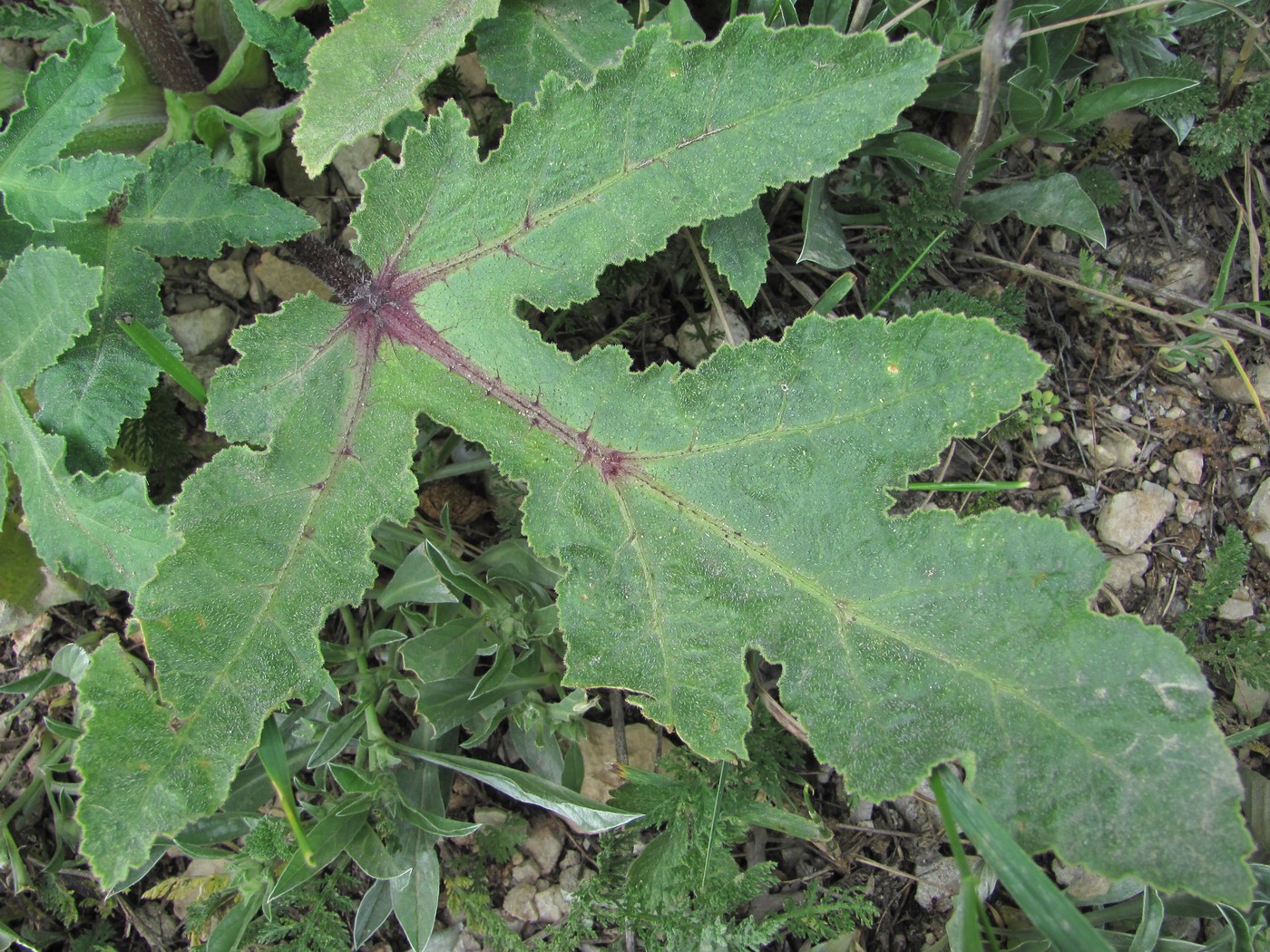 Изображение особи Heracleum grandiflorum.