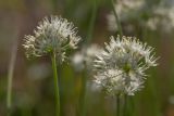 Allium flavescens