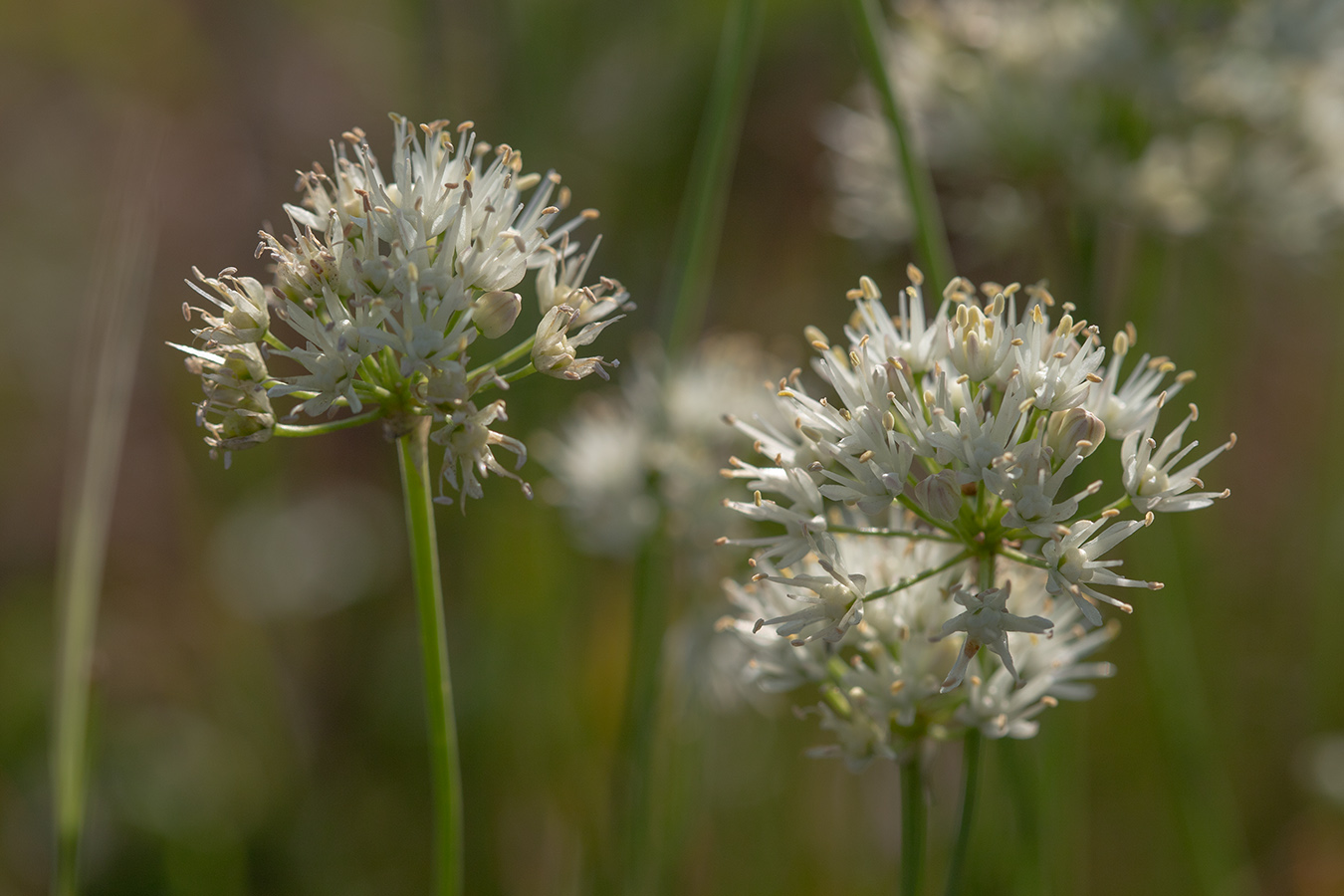 Image of Allium flavescens specimen.