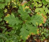 Quercus petraea
