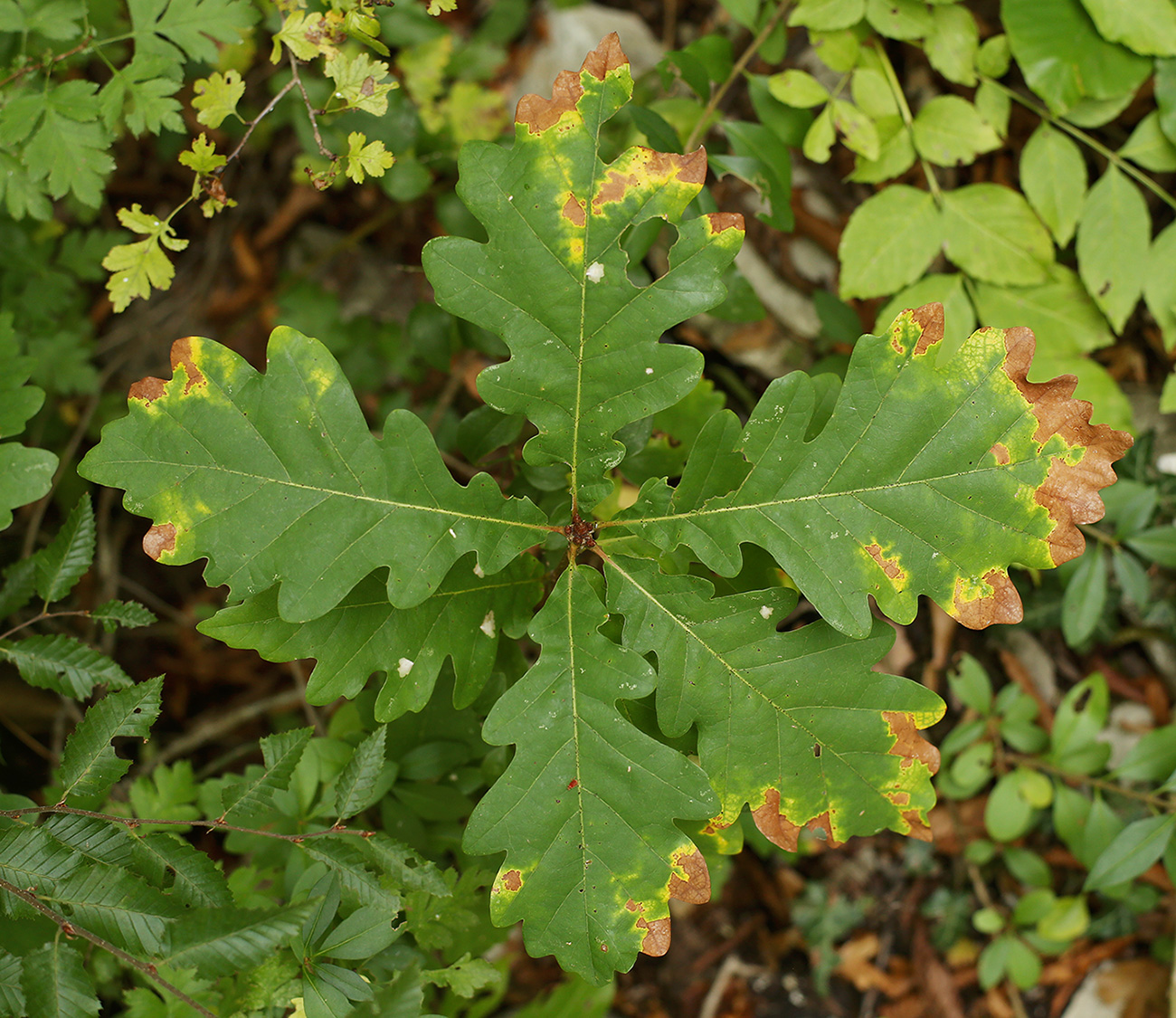 Изображение особи Quercus petraea.