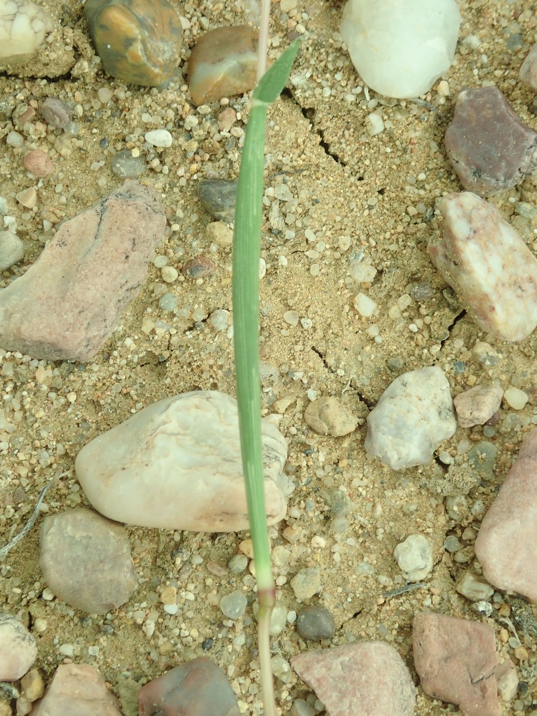 Image of Tragus mongolorum specimen.