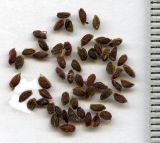 Ribes nigrum. Семена. Курская обл., Железногорский р-н, пос. Каменец, урочище Жуковец. 22 июля 2010 г.
