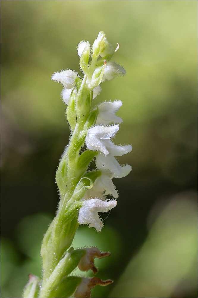 Image of Goodyera repens specimen.