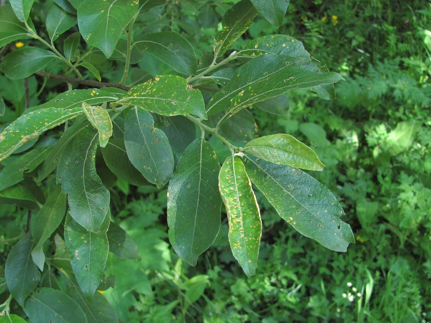 Изображение особи Salix caprea.