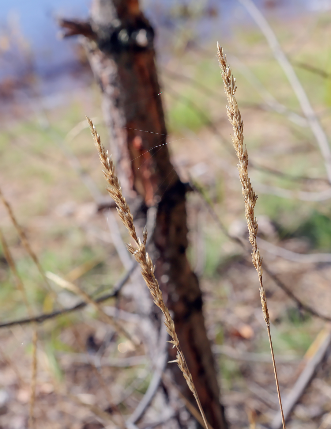 Изображение особи семейство Poaceae.