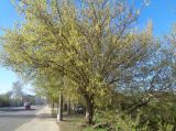 Acer negundo