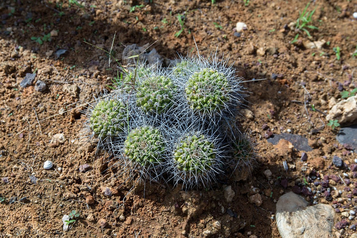 Изображение особи род Mammillaria.