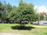 род Swida