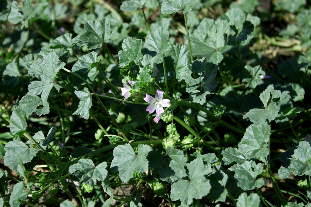 Изображение особи Malva neglecta.