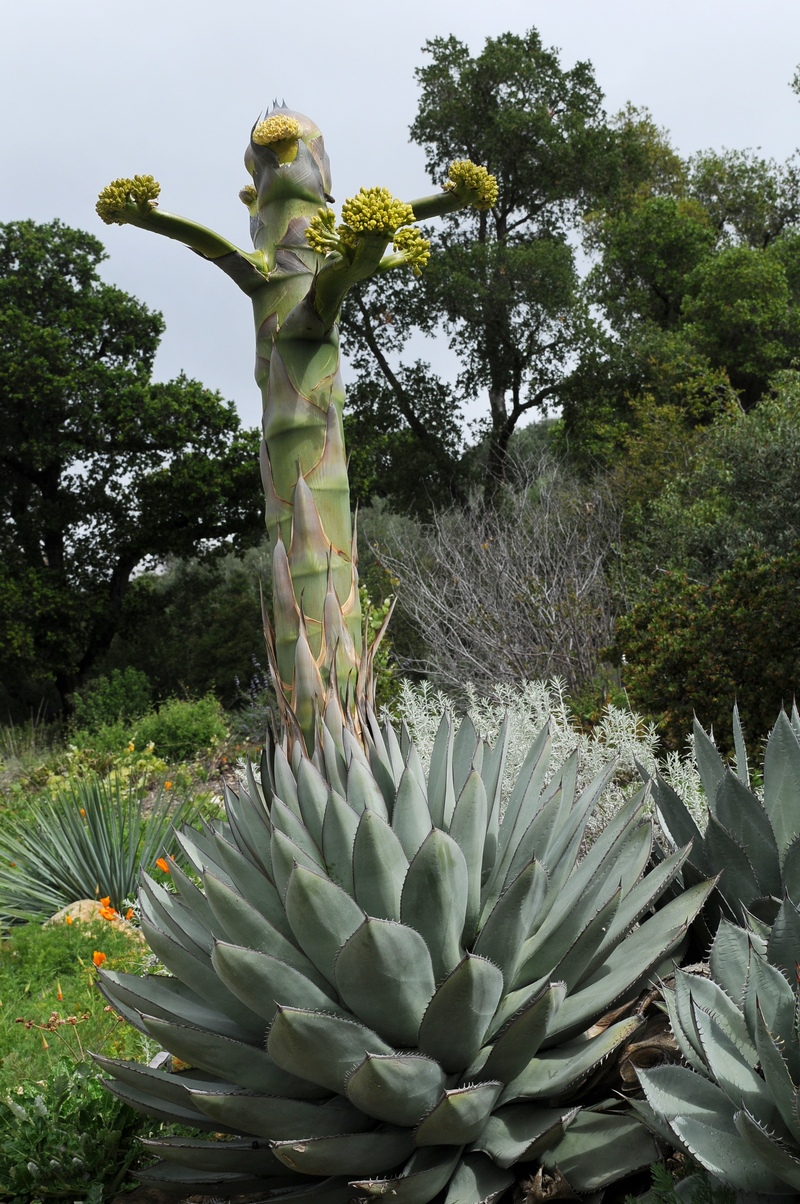 Изображение особи Agave sebastiana.