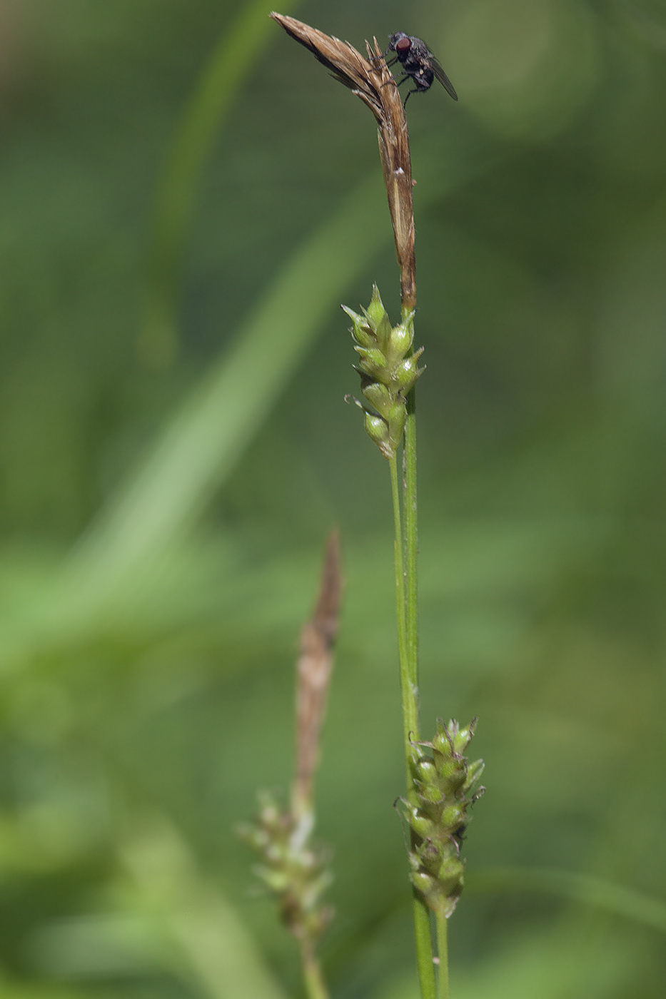 Изображение особи Carex sachalinensis.
