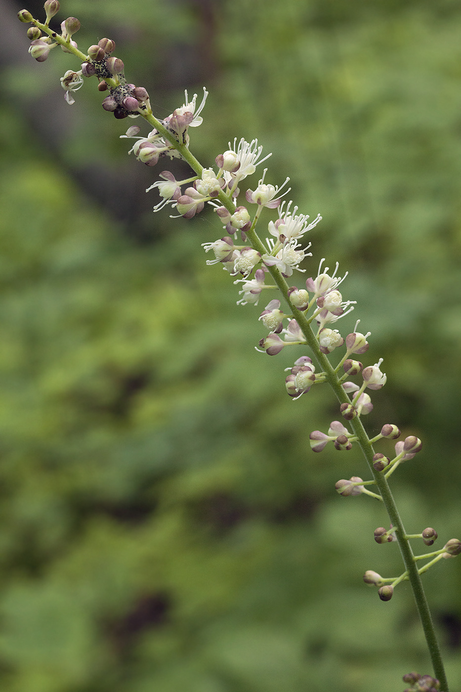 Изображение особи Cimicifuga simplex.