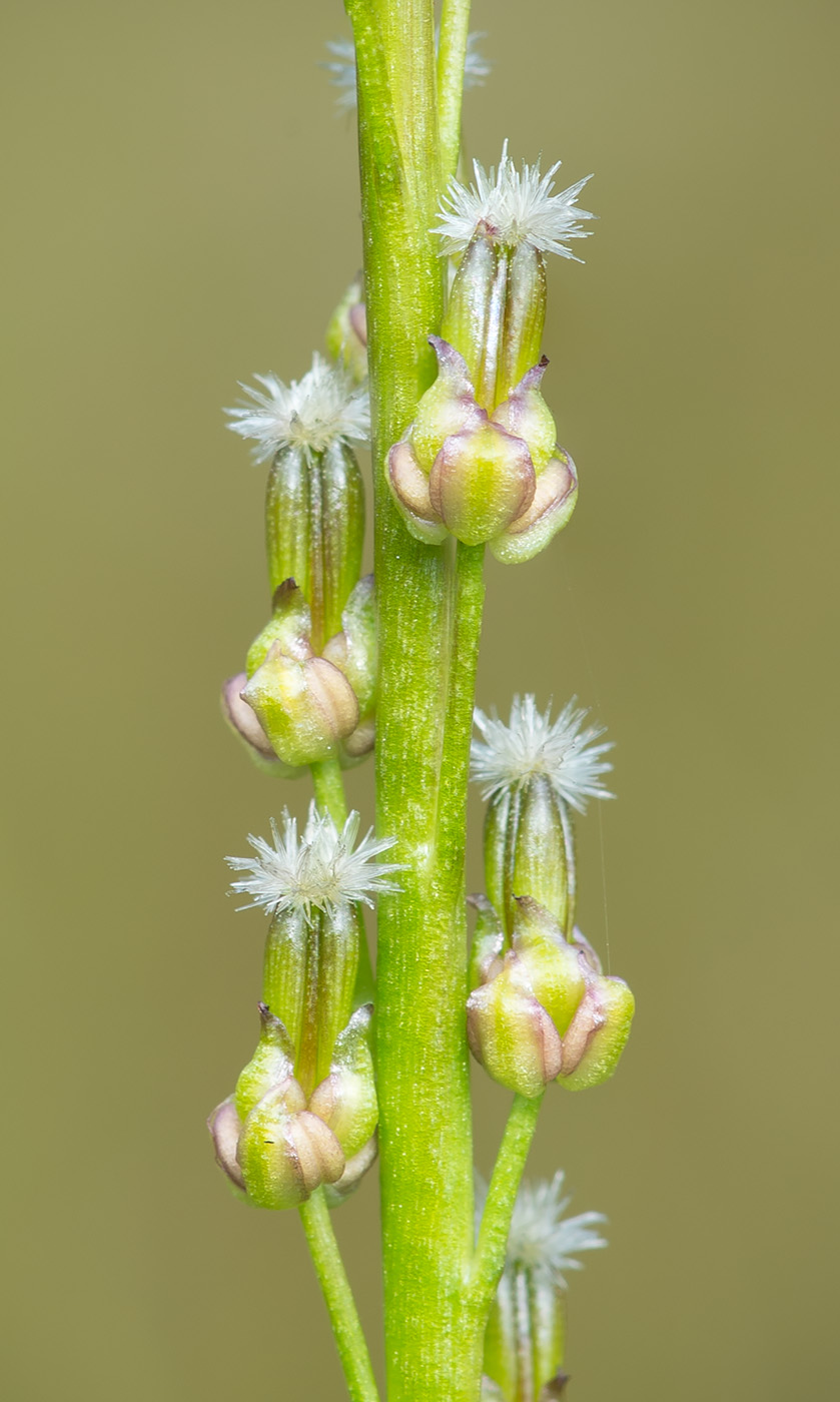 Image of Triglochin palustris specimen.