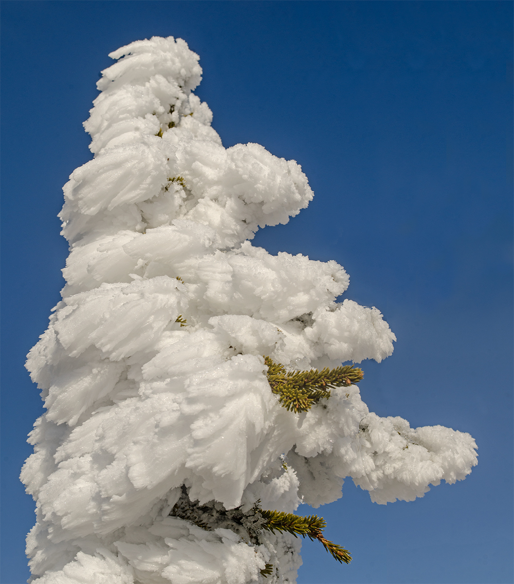 Изображение особи Picea obovata.