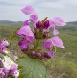 Lamium maculatum. Соцветие. Краснодарский край, м/о г. Новороссийск, гора Лысая, заброшенный мергелевый карьер, каменистая осыпь. 17.04.2018.