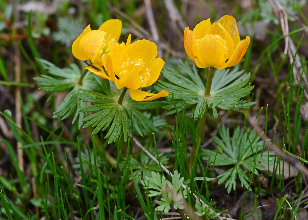 Image of Eranthis longistipitata specimen.