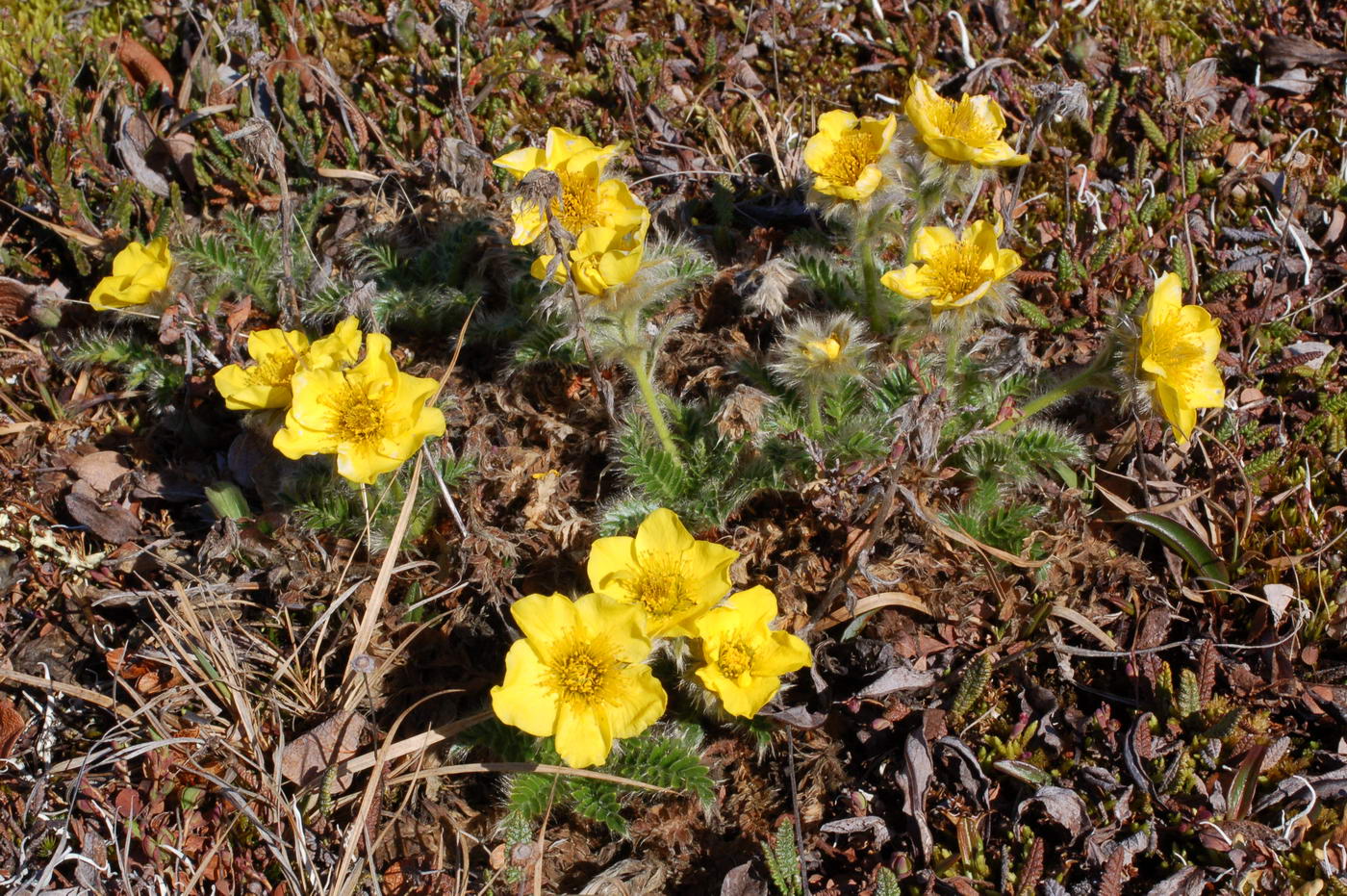 Изображение особи Novosieversia glacialis.