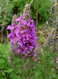 Lythrum salicaria. Верхушка растения с цветущими и развивающимися соцветиями. Приморский край, Владивостокский ГО, о. Рикорда, южный водораздельный уч., разнотравный луг. 03.08.2019.