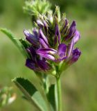 Medicago sativa. Соцветие. Украина, Черкасская обл., Каневский р-н, Региональный ландшафтный парк \"Трахтемиров\", степной участок. 3 июля 2010 г.