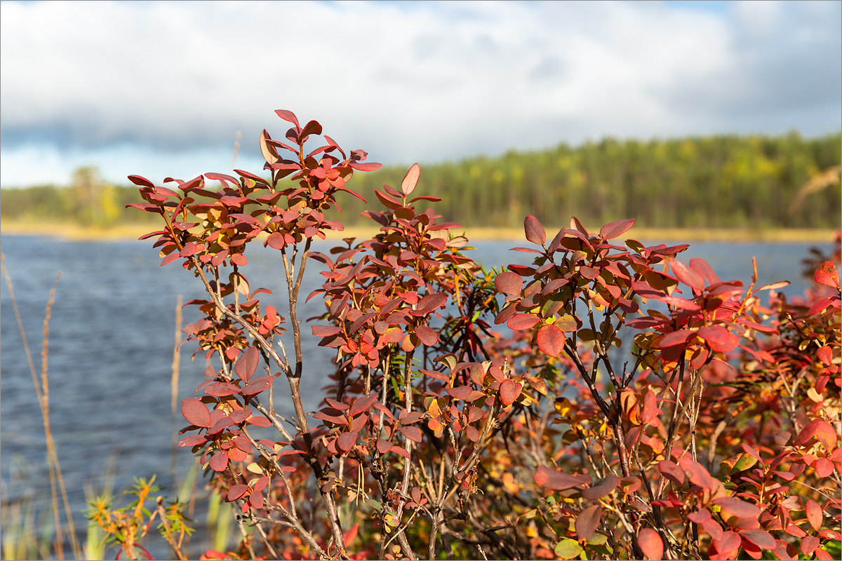 Image of Vaccinium uliginosum specimen.