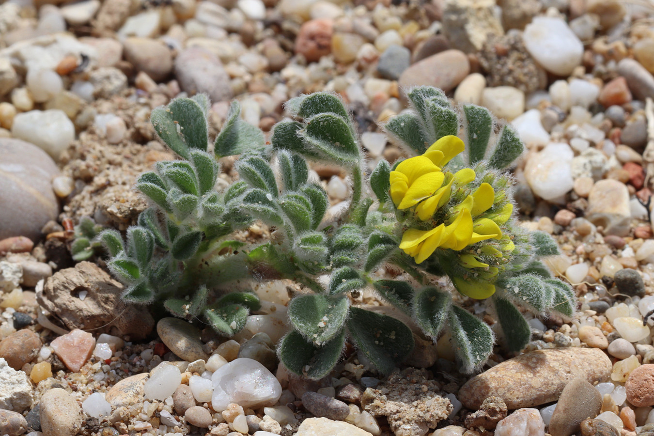 Image of Medicago marina specimen.