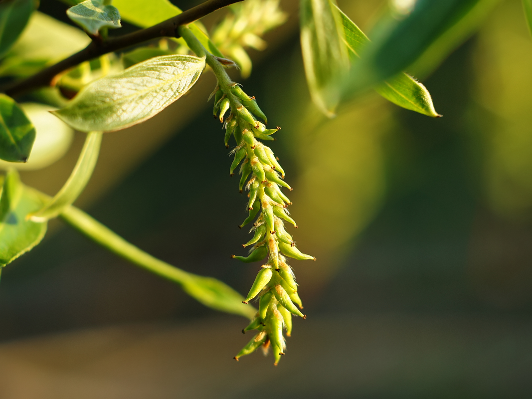 Изображение особи Salix &times; fragilis.