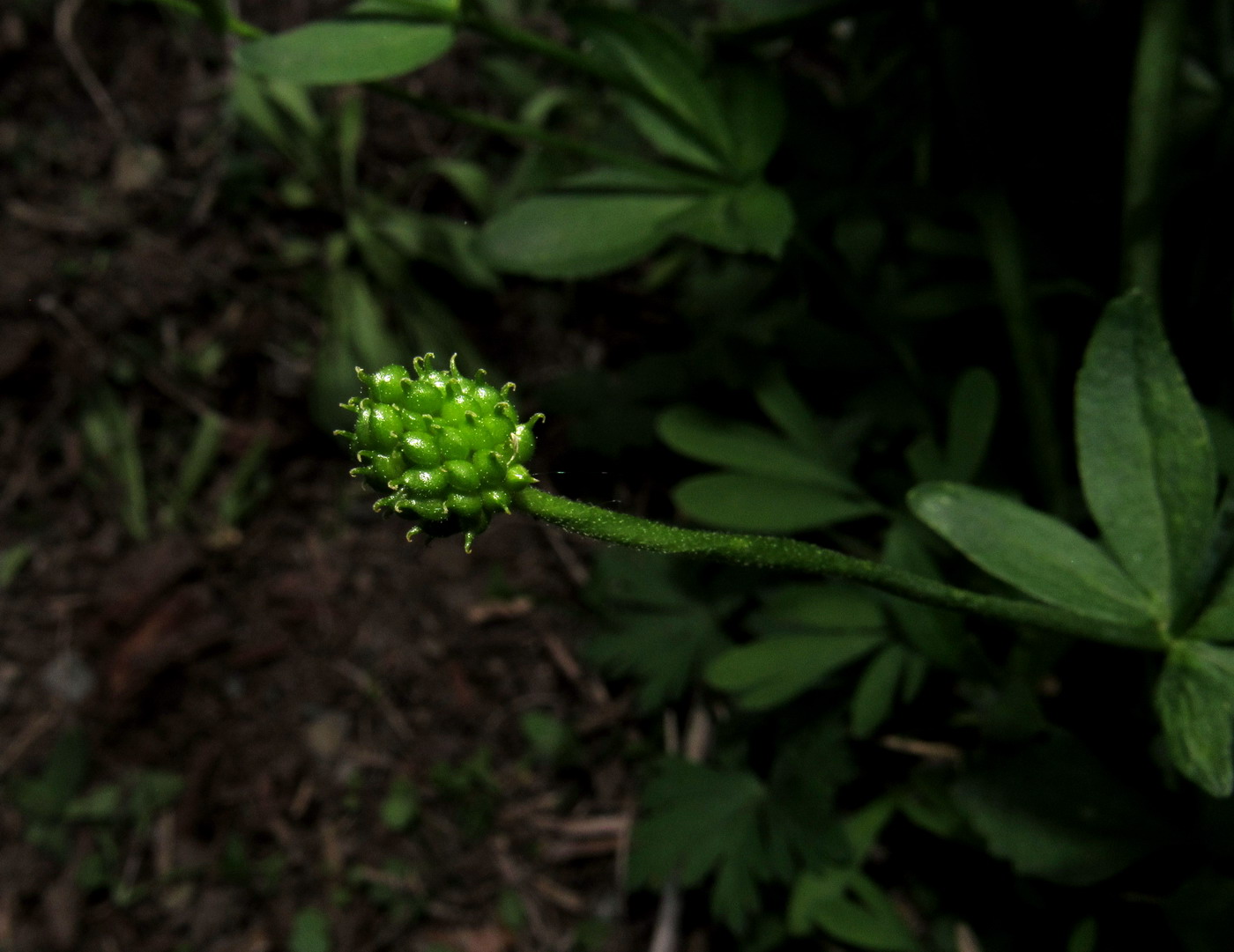 Image of Ranunculus sobakus specimen.