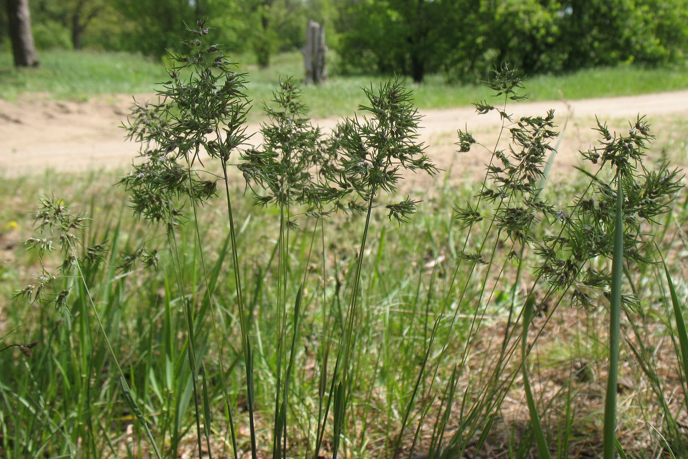 Image of Poa bulbosa ssp. vivipara specimen.