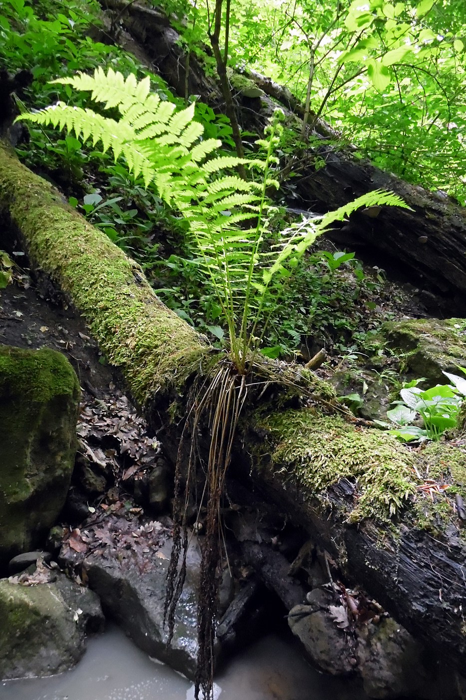 Изображение особи Athyrium filix-femina.