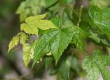 Abutilon pictum. Верхушка ветки. Перу, регион Куско, провинция Урубамба, Machupicchu pueblo, берег р. Aguas Calientes. 19.10.2019.